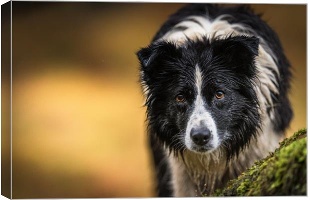 Mist the Border Collie Canvas Print by John Malley