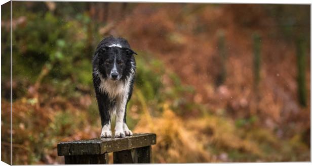 A Wet Border Collie ! Canvas Print by John Malley