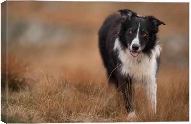Collie Awaiting his next Mission Canvas Print by John Malley