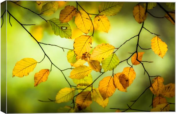 The Turn of Autumn Canvas Print by John Malley