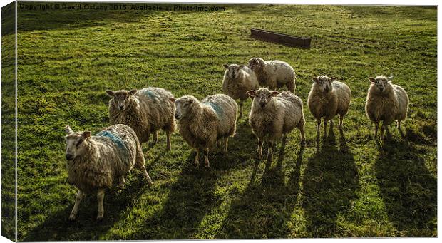 Sheep!  Canvas Print by David Oxtaby  ARPS