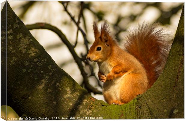 Red Squirrel Canvas Print by David Oxtaby  ARPS