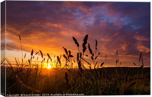 Sunset through the wheat Canvas Print by David Oxtaby  ARPS