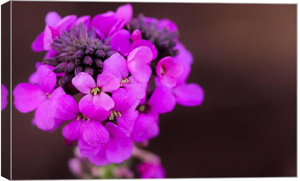  pink flower Canvas Print by Neil Macdonald