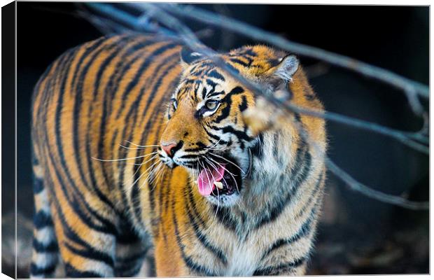  tigers teeth Canvas Print by Neil Macdonald