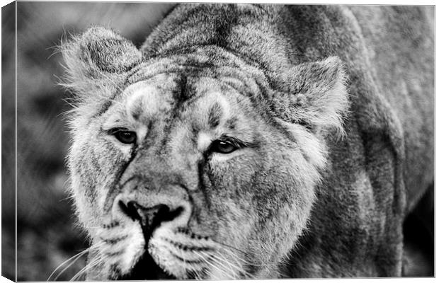  roar Canvas Print by Neil Macdonald