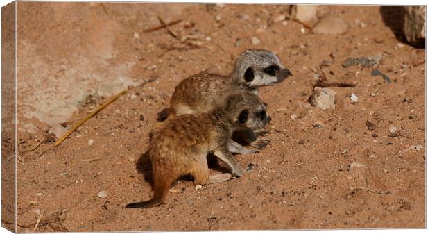  baby meerkats Canvas Print by stephen king