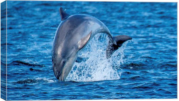  dolphin breaching Canvas Print by stephen king