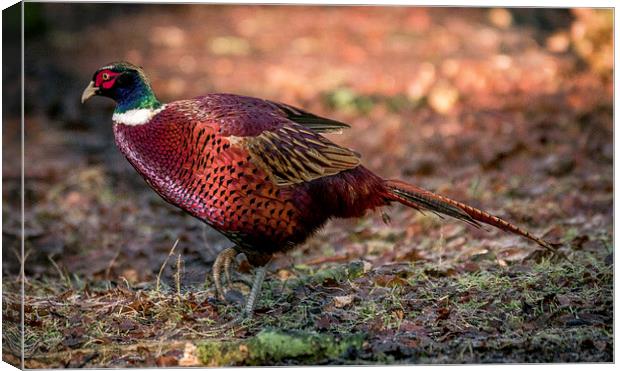  ring necked pheasant Canvas Print by stephen king