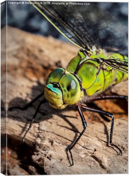  Dragon Fly, Southern Hawker Male. Canvas Print by Stephen Silk