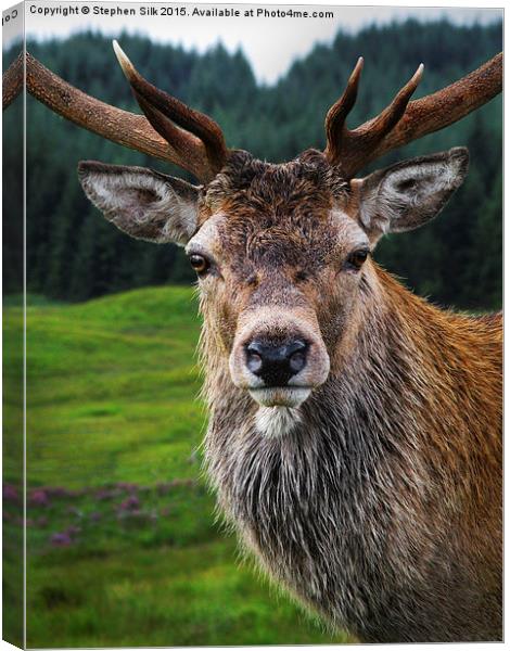 Stag Portrait in the Highlands of Scotland  Canvas Print by Stephen Silk
