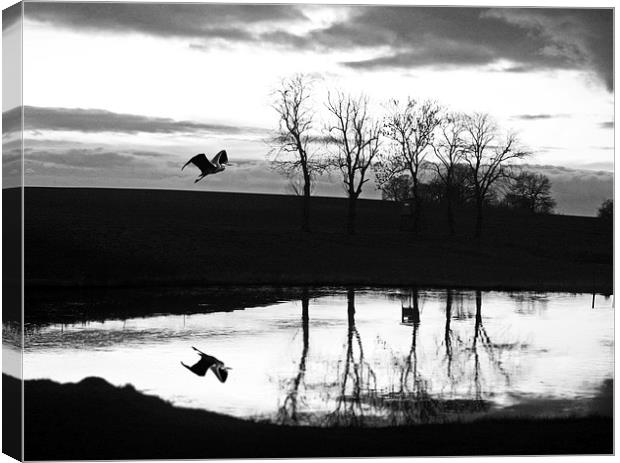 Teich Reiher Canvas Print by Mark Cummins