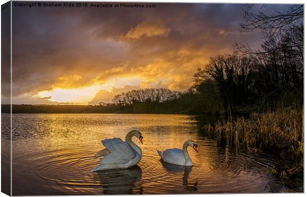  Swans at Sunrise Canvas Print by Graham Kidd