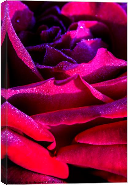 Layers of red rose petals Canvas Print by Vishwanath Bhat
