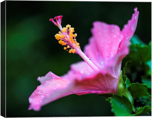 Elegant hibiscus Canvas Print by Vishwanath Bhat