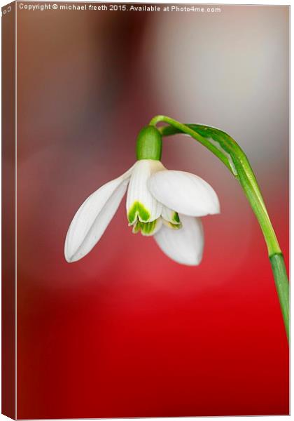  Snowdrop Canvas Print by michael freeth