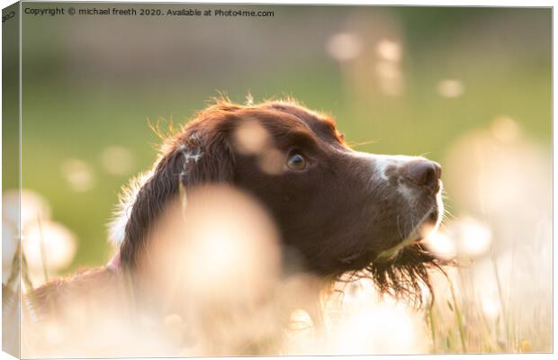 Springer Spanial in a field of Dandylions Canvas Print by michael freeth