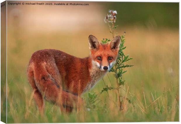 A fox standing in the grass Canvas Print by michael freeth