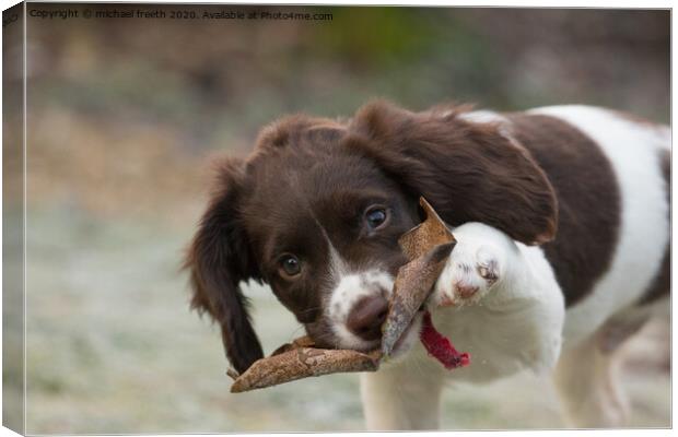 Springer spanial puppy with leaf Canvas Print by michael freeth