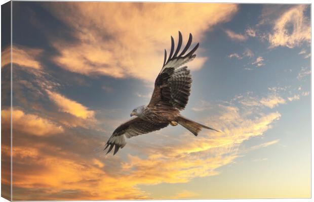 Red Kite Canvas Print by Des O'Connor