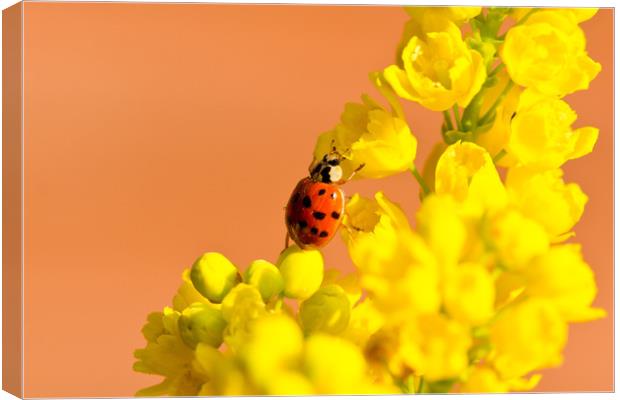 Ladybird Canvas Print by Des O'Connor