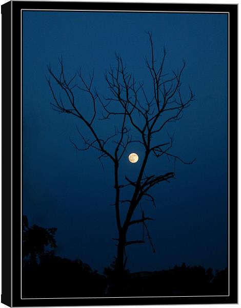 1496_24602 Canvas Print by SAURABH SRIVASTAVA