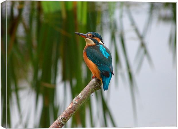  Kingfisher on perch Canvas Print by Darren and Amanda Leetham