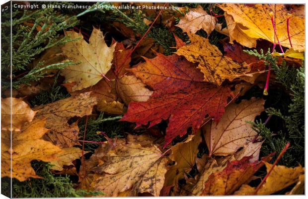 The color of Fall Canvas Print by Hans Franchesco