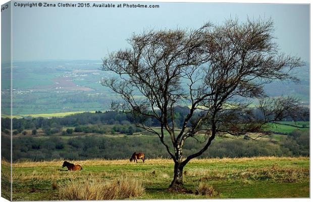  Mendip Horses Canvas Print by Zena Clothier