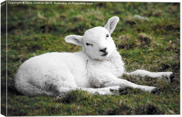  Spring Lamb Canvas Print by Zena Clothier
