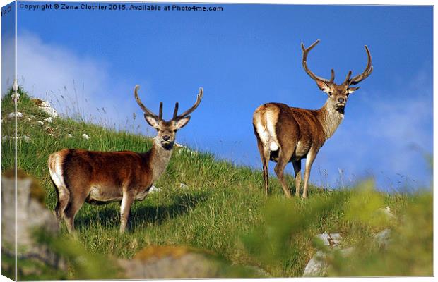  Deer; Deer; Canvas Print by Zena Clothier