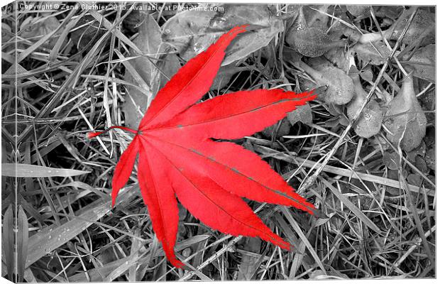  The Red Leaf Canvas Print by Zena Clothier