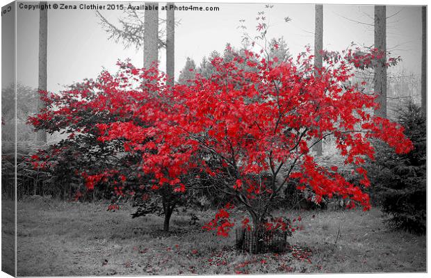 The red leaves Canvas Print by Zena Clothier