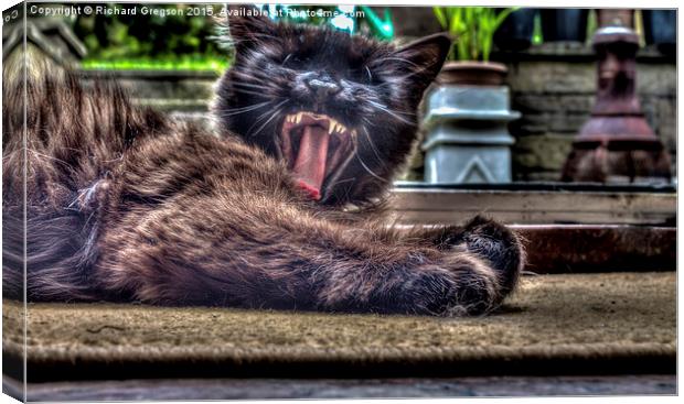  Tired Cat Canvas Print by Richard Gregson