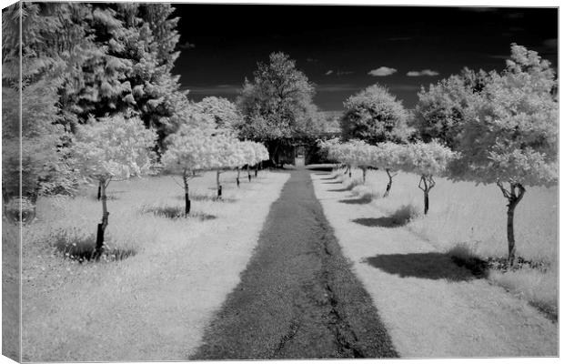 Infrared tree lined path Canvas Print by Sonia Packer