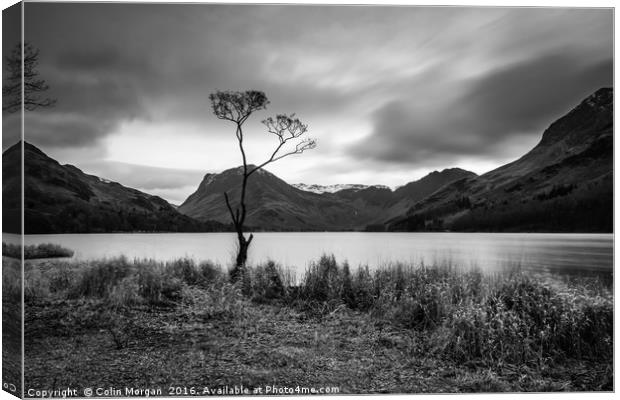 Buttermere Lone Tree Canvas Print by Colin Morgan