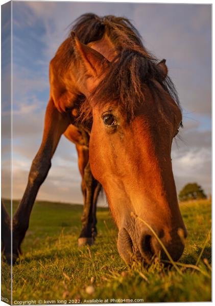 Animal horse at sunset  Canvas Print by kevin long