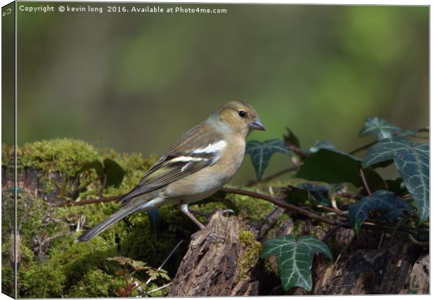 chaffinch in the woods  Canvas Print by kevin long