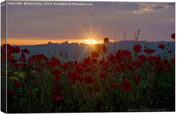 poppy at sunset  Canvas Print by kevin long