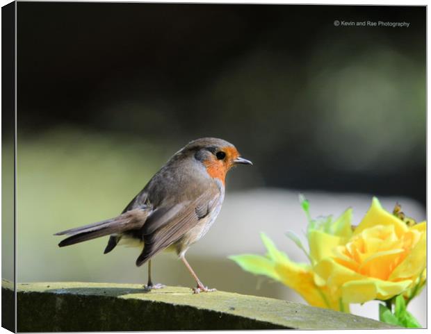 Robin Redbreast             Canvas Print by kevin long