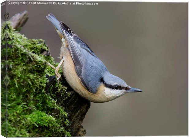  Woodland Nuthatch Canvas Print by Robert Stocker