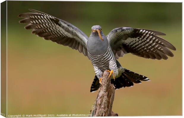 Cuckoo With The Morning Catch Canvas Print by Mark McElligott