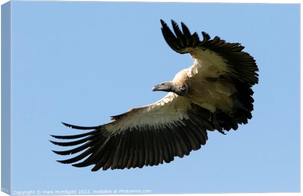 White Backed Vulture Scouting The Skies Canvas Print by Mark McElligott