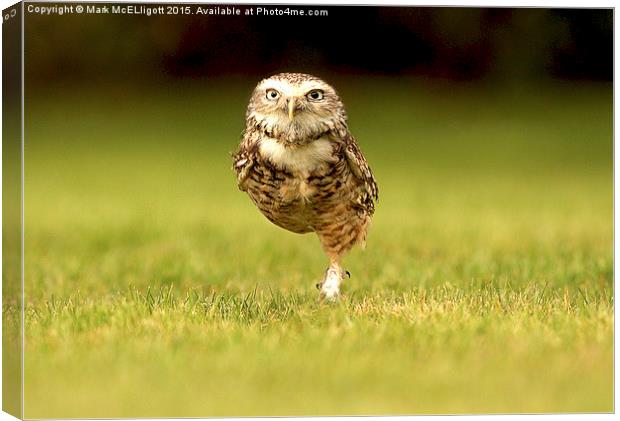 Burrowing Owl on the march left foot forward Canvas Print by Mark McElligott