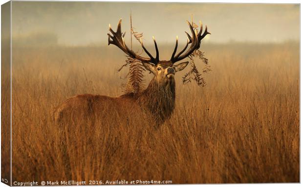 The Last Stag Standing Canvas Print by Mark McElligott
