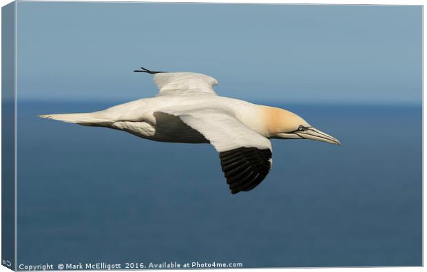 Gannet at Bempton Cliffs UK Canvas Print by Mark McElligott