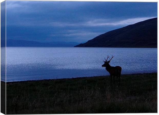 Red Deer looking to Skye Canvas Print by ian jackson
