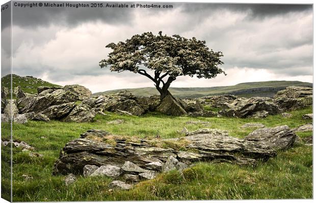  Noreber Hawthorn Canvas Print by Michael Houghton