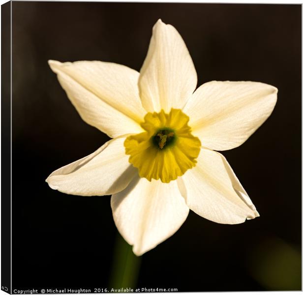 Backlit Narcissus Canvas Print by Michael Houghton