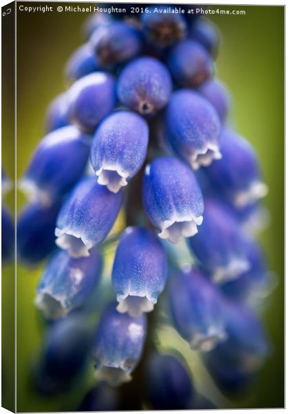 Muscari  Canvas Print by Michael Houghton